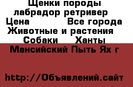 Щенки породы лабрадор ретривер › Цена ­ 8 000 - Все города Животные и растения » Собаки   . Ханты-Мансийский,Пыть-Ях г.